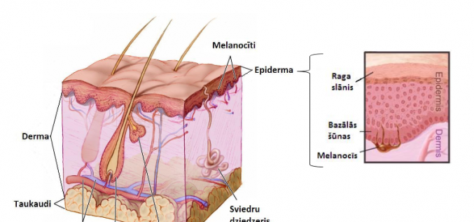 Kādēļ āda ir tik svarīga?