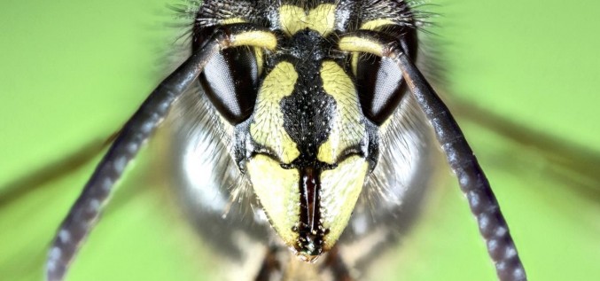 Ужаления и укусы насекомых