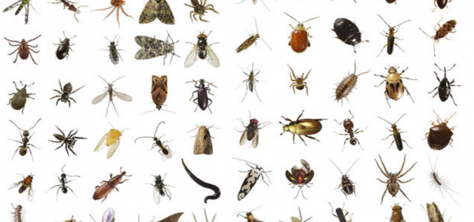 Kukaiņu kodumi - pirmā palīdzība!